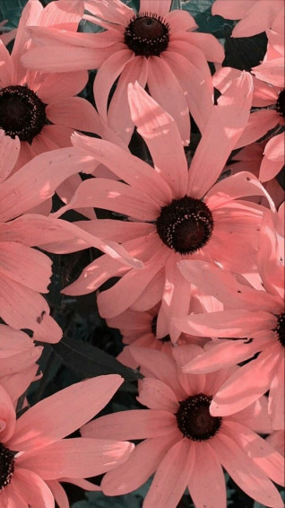 Aesthetic Wallpaper