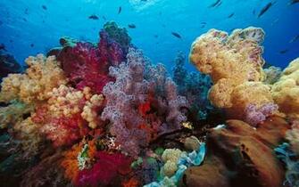 Wallpaper Coral Reefs In Indonesia X Widescreen