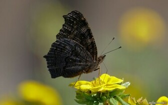 Black Butterfly Wallpaper In Resolution