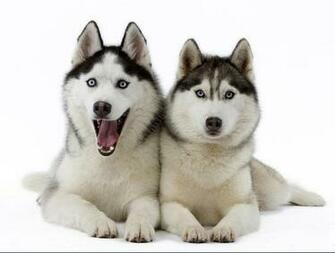 Siberian Husky Theme For Windows Pimp Your Gadgets