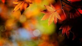 Fall Wallpaper Mac Macro Details Autumn In The Park Background