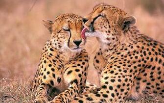 South African Cheetahs Wallpaper HD