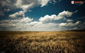 Summer Wallpaper Fields