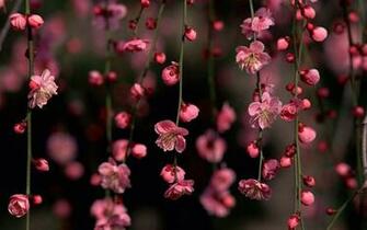 Pink Flower Desktop Wallpaper At Wallpaperbro