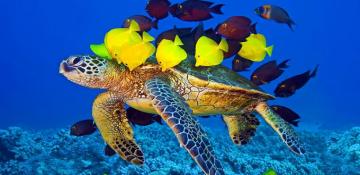 Turtle 4k Wallpaper Amazon Appstore For Android