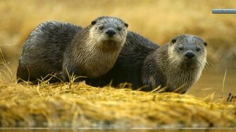 North American River Otter Yellowstone National Park Wallpaper