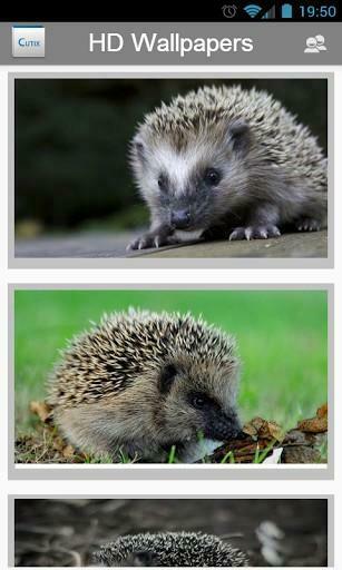 Bigger Cute Hedgehogs HD Wallpaper For Android Screenshot