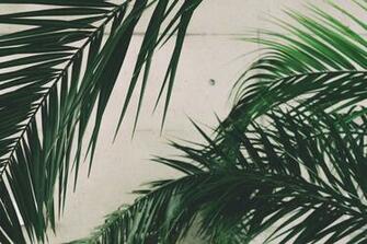 Close Up Concrete Green Growth Leaves Nature Outdoors Palm
