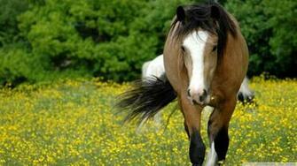 Quarter Horse Wallpaper