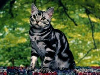 Bengal Cat Desktop Wallpaper This