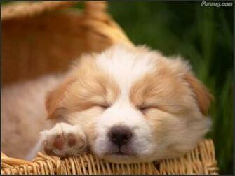 Cutest Pets Photography Wallpaper Funzug