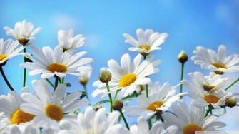 Hop Into Spring With Desktop Wallpaper For Springtime Brand