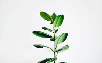Aesthetic Minimalist Plant Wallpaper Computer Net