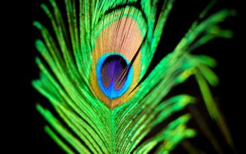 Photography Feather HD Wallpaper Background Image