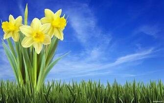 Daffodil Wallpaper