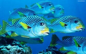 Descargar Imagen Fishing Wallpaper HD Widescreen Gratis