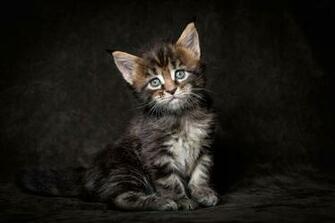 Maine Coon Kitten Cat Dark Background HD