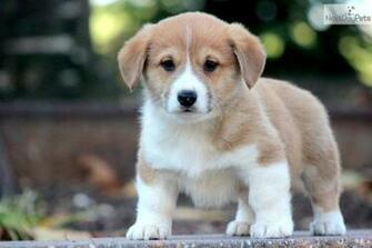 Pembroke Welsh Corgi Puppies Sale HD Wallpaper