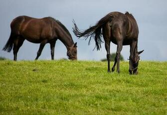 Thoroughbred Horses HD Wallpaper Animals