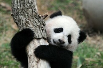 Panda Pandas Baer Bears Baby Cute Wallpaper