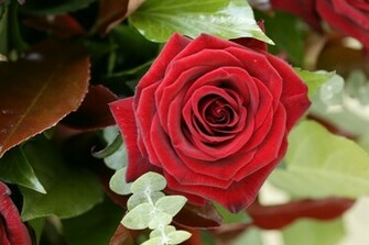 Dark Red Rose Flower Wallpaper Fine Wallpaper
