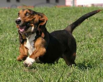 Wallpaper Basset Hound Pictures