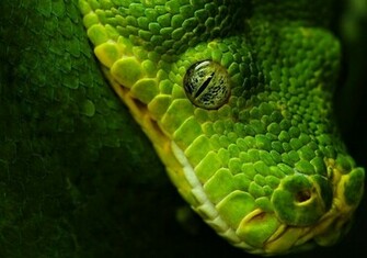 Green Snake Wallpaper