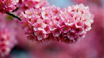 Flowers For Desktop Background Image