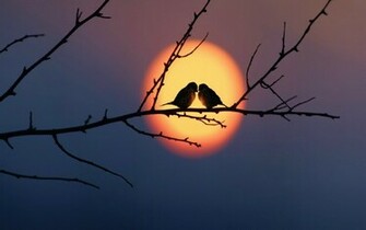 Beautiful Birds Wallpaper HD Pictures One