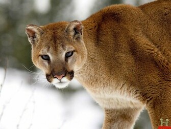 Beautiful Cute Siberian Big Cat HD Wallpaper E Entertainment