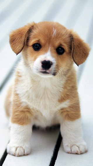 Cute Adorable Puppy Love 4k Ultra HD Mobile Wallpaper