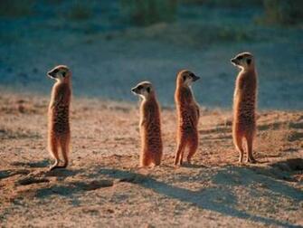 Meerkats Wallpaper