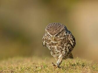 Photos Owls Bird Athene Noctua Animals