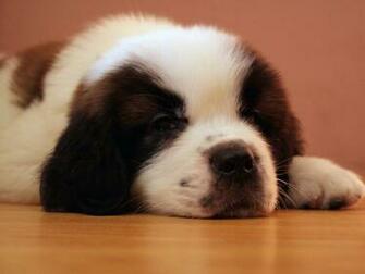 Saint Bernard Dog HD Wallpaper Dogs Full