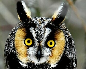 Owl Wallpaper Part