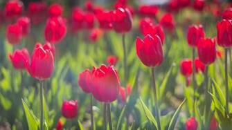Flowers Red Tulips Tulip HD Wallpaper Desktop