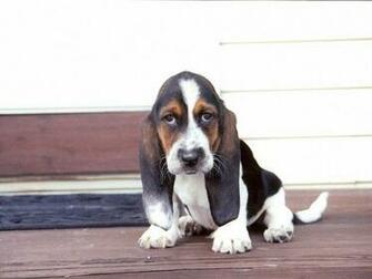 Cute Basset Hound Wallpaper