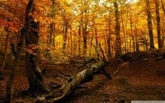 Autumn Forest S Wallpaper