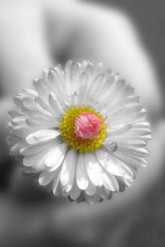 Small White Flower iPhone Wallpaper