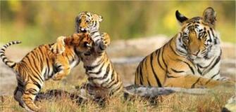 Sunderbans Wildlife Sanctuary Photos Image And Wallpaper HD