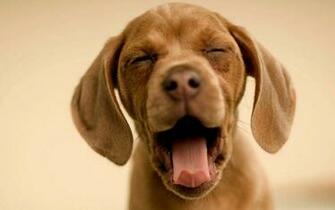 Wallpaper Animal Do Ers Laughing Dog