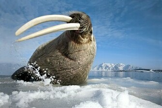 Walrus X Animals Photography Miriadna