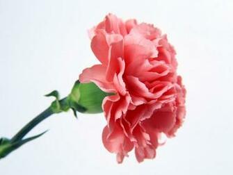 Single Pink Carnation Flower Wallpaper Urban Art