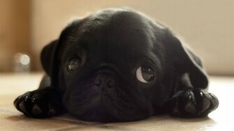 Black Animals Dogs Pugs Puppies Pug Wallpaper Background
