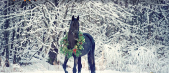 Happy Holidays Whoa Woodside Area Horse Owners Association