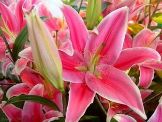 Lily Flower Wallpaper Rating Reer Nden Itemreed
