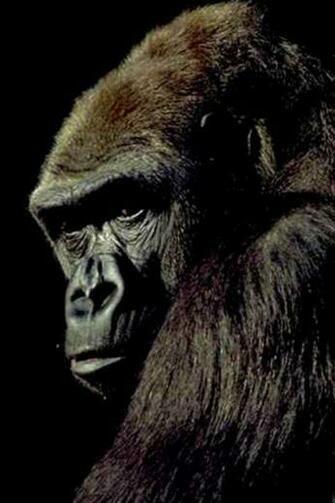 Gorilla iPhone HD Wallpaper