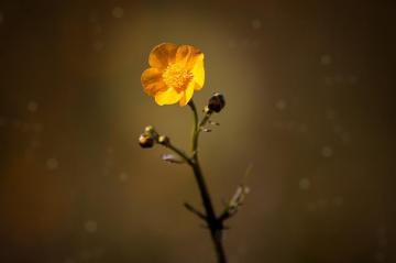 Buttercup Scientific Name Ranunculus