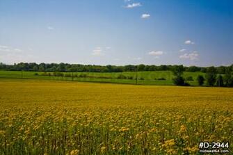 Yellow Illinois Prairie Wildflowers With Blue Sky And