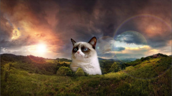 Grumpy Cat Landscape Meme Vetshnt7e70o3nh9 Wallpaper